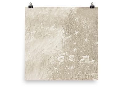 Wild Poppies photoart. Pristine/silver cloud (off white/ sand) color version. No. 1 out of 3.