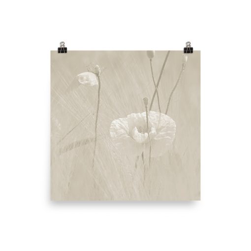 Wild Poppies photoart. Pristine/silver cloud (off white/ sand) color version. No. 3 out of 3.