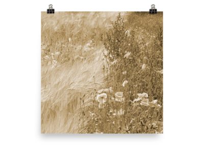 Wild Poppies photoart. New wheat (soft yellow) color version. No. 1 out of 3.