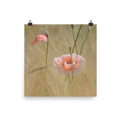 Wild Poppies photoart. Original color version. No. 3 out of 3.
