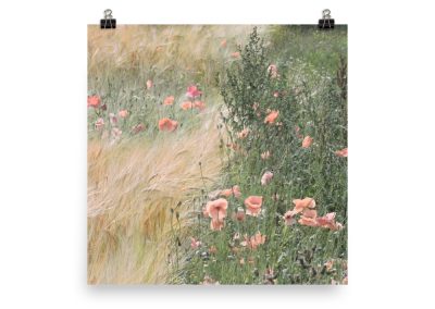 Wild Poppies photoart. Original color version. No. 1 out of 3.