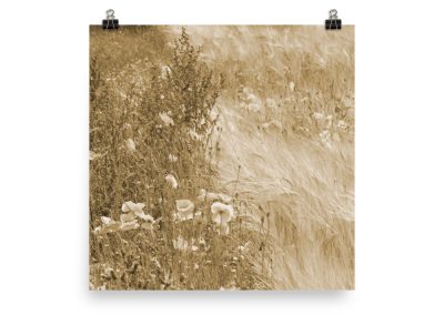 Wild Poppies photoart. New wheat (soft yellow) color version. No. 2 out of 3.