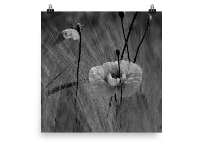 Wild Poppies photoart. Black color version. No. 3 out of 3.