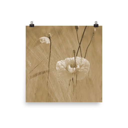 Wild Poppies photoart. New wheat (soft yellow) color version. No. 3 out of 3.