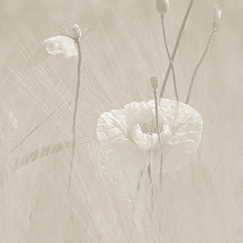 Photo art. Wild poppies in a field of wheat. Color version pristine (soft beige). 3 out of a serie of 3. Picture dimensions: 35,5cm x 35,5cm / 14" x 14" 300ppi