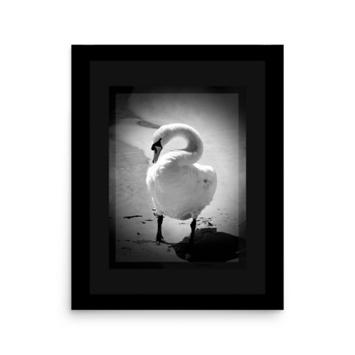 Photo Art Poster of a proud and On Guard Swan. Protecting its family and posing proudly for my camera. Poster dimensions: 16"x20"