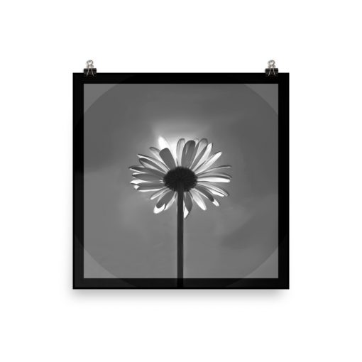 Photo art on Poster; Majestic Daisy Sun-bath. Color: grayscale in black. Original dimensions poster: 35,6cm X 35,6cm / 14"x14".