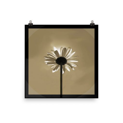 Photo art on Poster; Majestic Daisy Sun-bath. Color: new-wheat in black. Original dimensions poster: 35,6cm X 35,6cm / 14"x14".