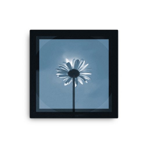 Photo art on Canvas; Majestic Daisy Sun-bath. Color: blue in black. Original dimensions canvas: 40,64cm x 40,64cm / 16" x 16".