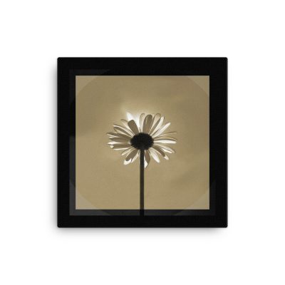 Photo art on Canvas; Majestic Daisy Sun-bath. Color: new-wheat in black. Original dimensions canvas: 40,64cm x 40,64cm / 16" x 16".