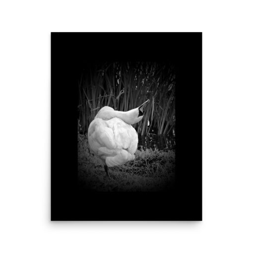 Narcissist Swan is a grayscale in black Photo Art. Purchasable at matte, museum-quality posters. Poster dimensions: 16"x20"