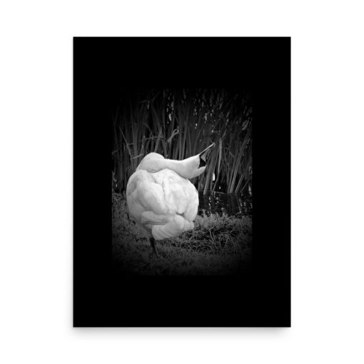 Narcissist Swan is a grayscale in black Photo Art. Purchasable at matte, museum-quality posters. Poster dimensions: 18"x24"