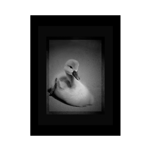 Grayscale Poster of a cute little duckling swan. Dimensions: 18"x24"