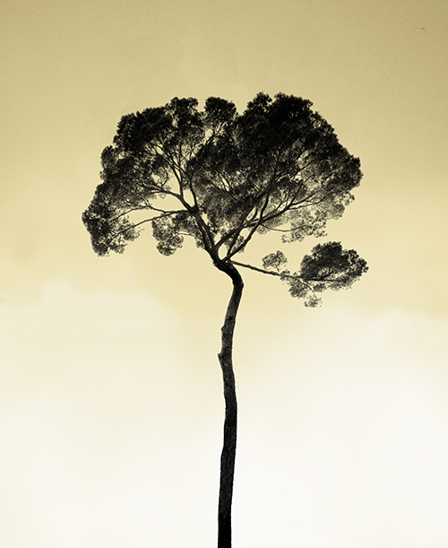 Tree in the sky, pristine-sky. Photo Poster Art with a partly glossy, partly matte finish. Dimension: 12"x16"