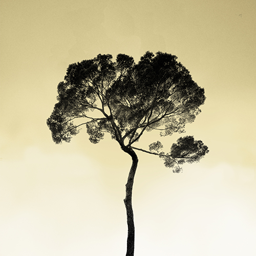 Tree in the sky, pristine-sky. Photo Poster Art with a partly glossy, partly matte finish. Dimension: 18"x18"