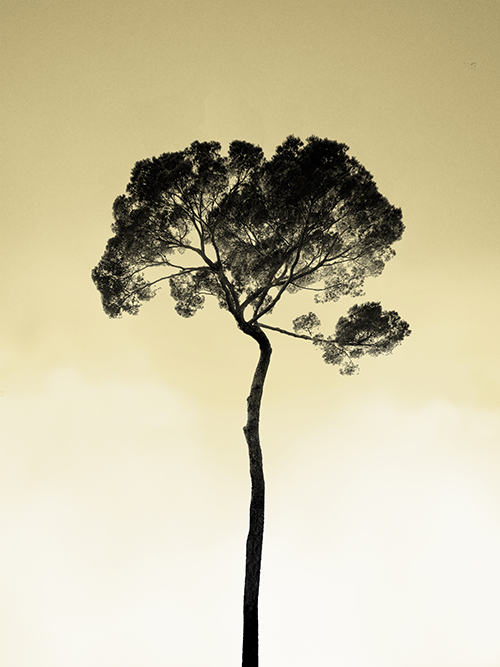 Tree in the sky, pristine-sky. Photo Poster Art with a partly glossy, partly matte finish. Dimension: 18"x24"