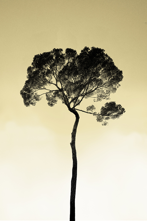 Tree in the sky, pristine-sky. Photo Poster Art with a partly glossy, partly matte finish. Dimension: 24"x36"