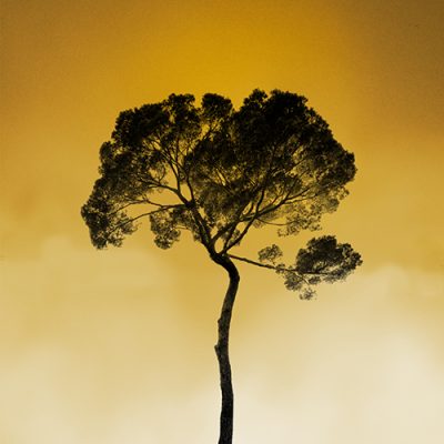 Tree in the sky, sunrise. Photo Poster Art with a partly glossy, partly matte finish. Dimension: 18"x18"