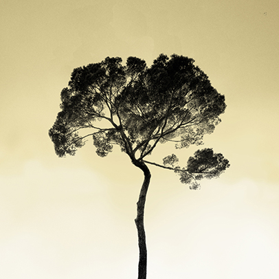 Tree in the sky, pristine-sky. Photo Poster Art with a partly glossy, partly matte finish. Dimension: 12"x12"
