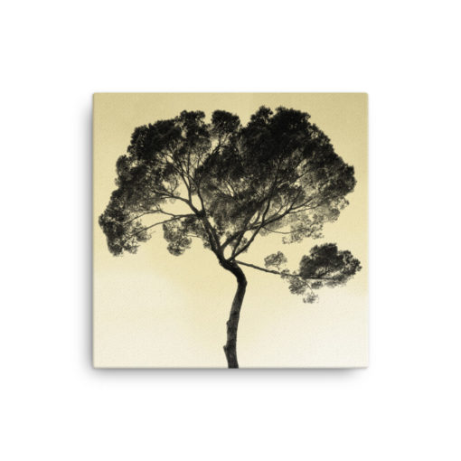 Tree in the sky, sky pristine. Photo Canvas Art hand-stretched on a poly-cotton blend canvas with a matte finish coating. Dimension: 12"x12"